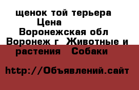 щенок той терьера › Цена ­ 8 000 - Воронежская обл., Воронеж г. Животные и растения » Собаки   